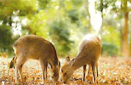 野生動物の調査