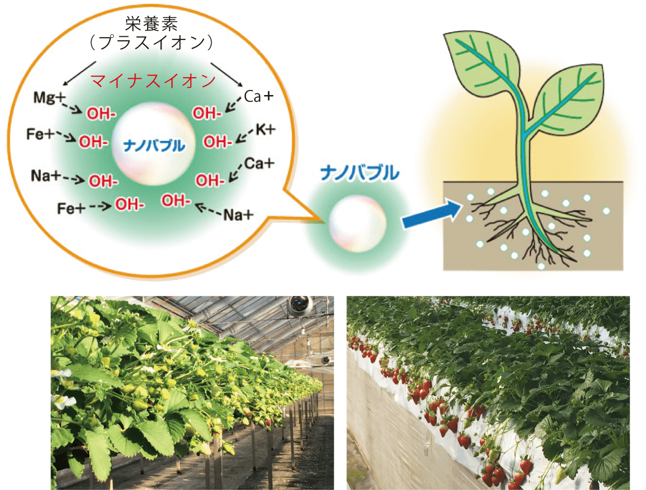 植物細胞を活性化